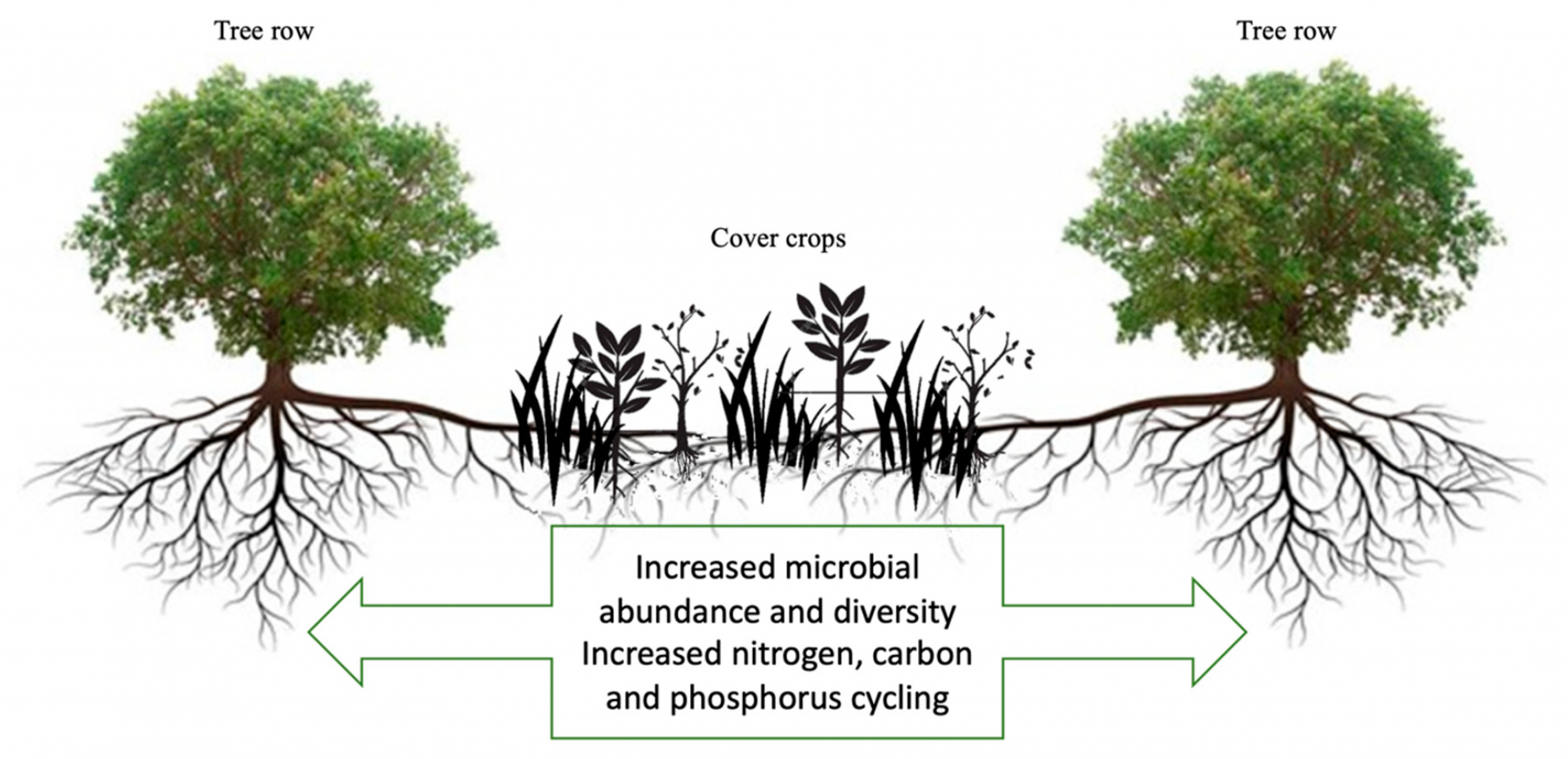 cover-crops