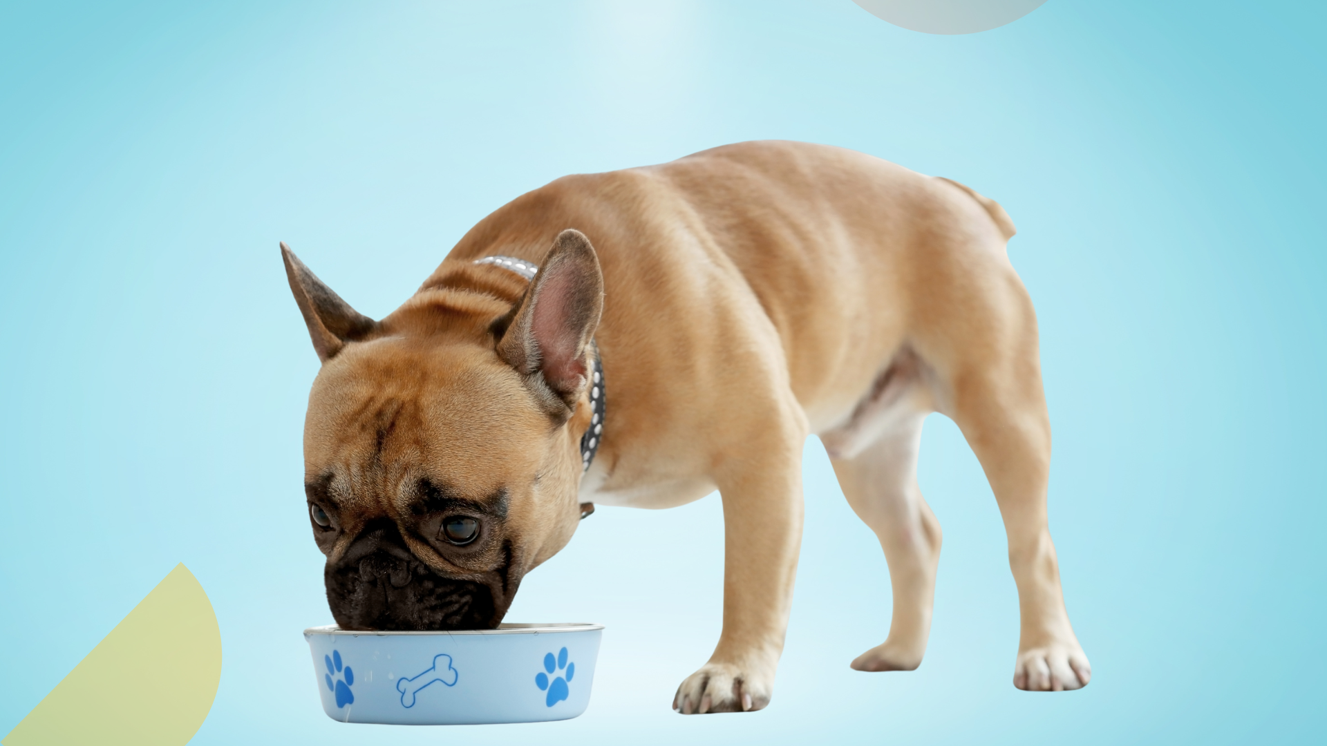 Pet Nutrition Trends 2025