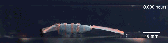 Johns Hopkins Gelatinous robot drug delivery system