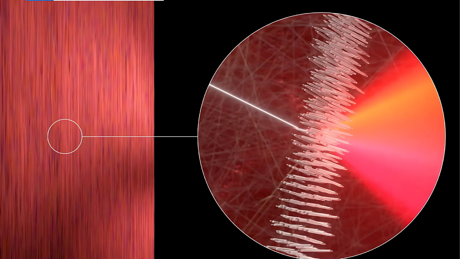 modifications in cellulose structure causing refraction of multiple colors