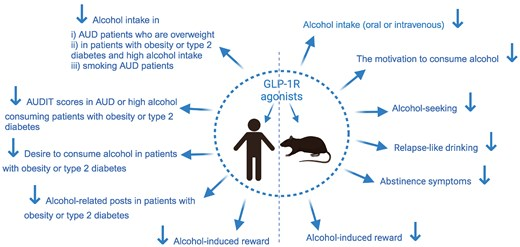 Schematic illustration of preclinical and clinical studies of how GLP-1 receptor (GLP-1R) agonists influence alcohol-related responses in humans and animals
